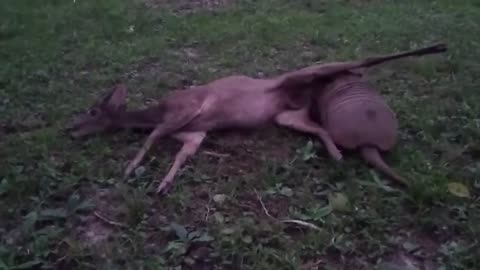 Armadillo devouring a Grey Brocket Deer!🦔💥🦌🌿😮