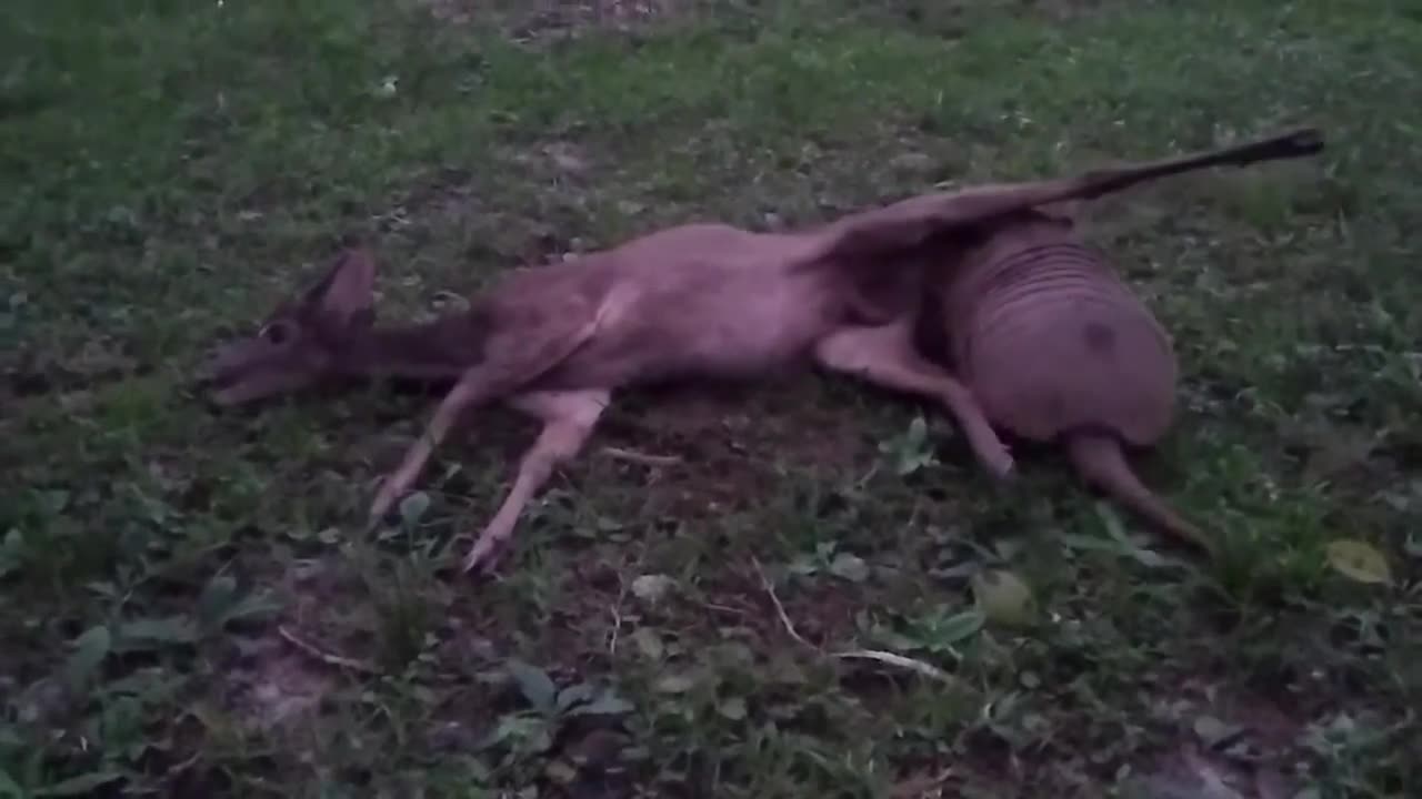 Armadillo devouring a Grey Brocket Deer!🦔💥🦌🌿😮