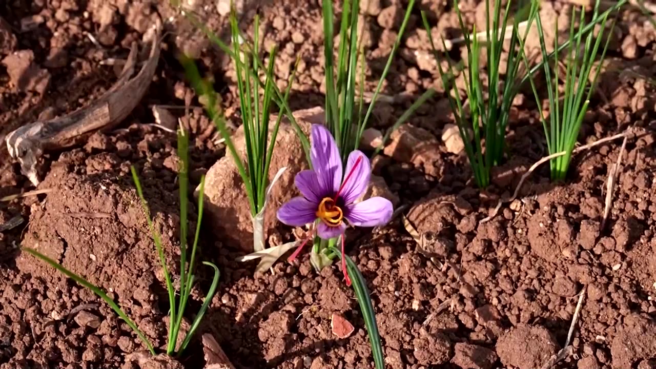 Two farmers bring saffron to Tunisia amid a changing climate