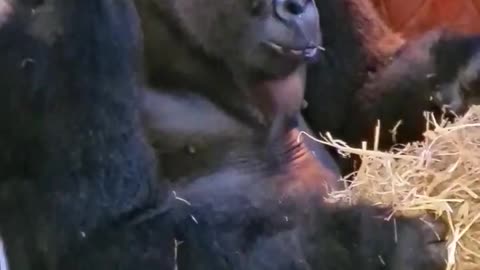 Listen to these happy gorillas! We give our gorillas oat straw as bedding and they eat the oats