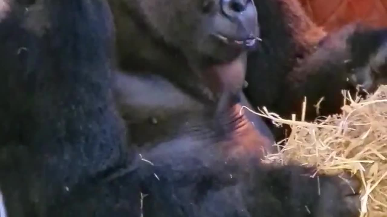 Listen to these happy gorillas! We give our gorillas oat straw as bedding and they eat the oats