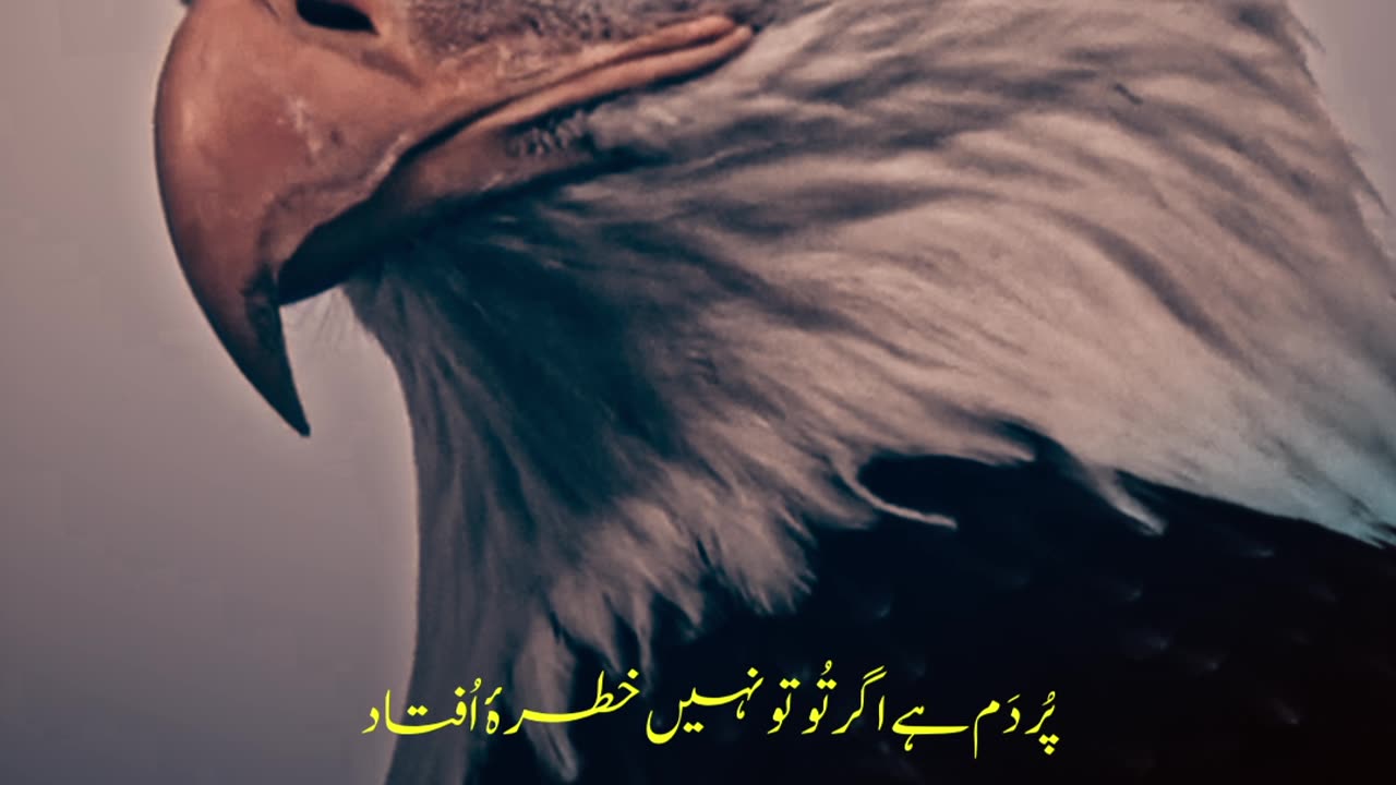 Shaheen Kabhi Parwaz Se Thak Kar Nahin Girta - Dr. Allama Iqbal