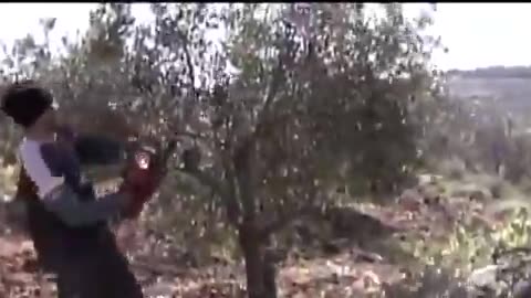 Israelis uprooting olive trees with chainsaws and bulldozers.