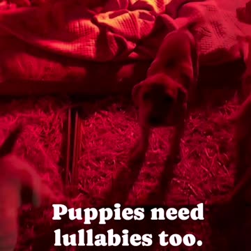Funny pets | Puppies Need Lullabies Too ❤️|