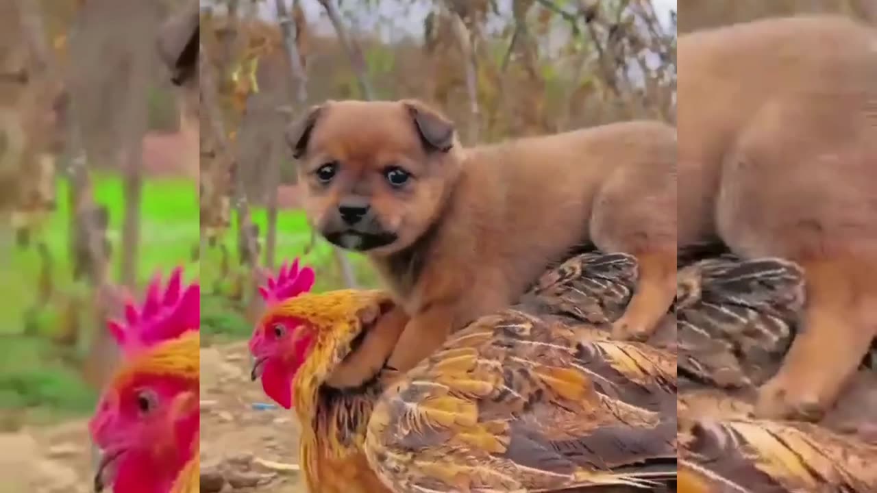 Dog and chicken