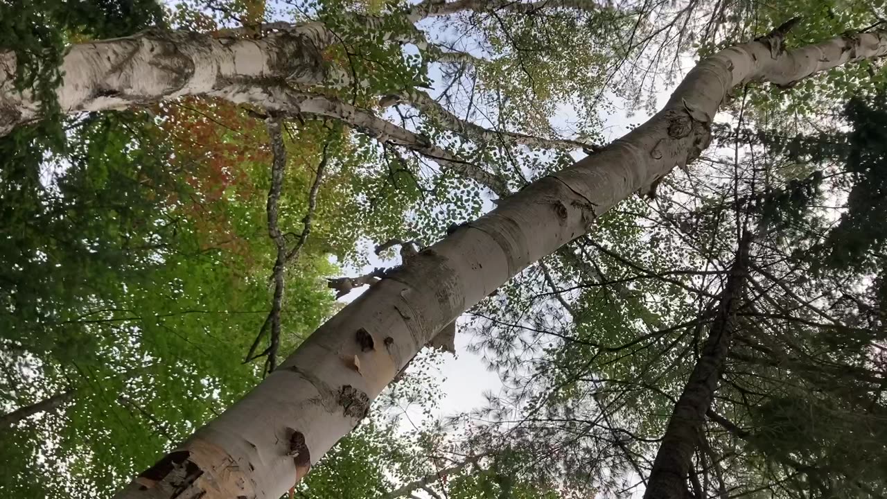 Slang Pond Campsite, Saint Regis Canoe Area (Adirondacks State Park, NY) 9