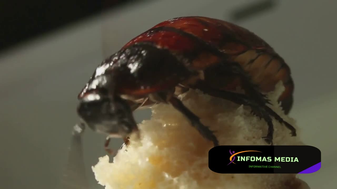 The blood colour differnce between Cockroach & Human