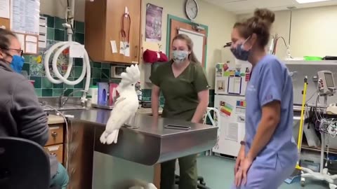 Meet Sydney, a male umbrella cockatoo socializing with Vet Hospital Staff