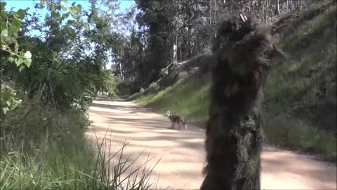 Bushman funny prank on dogs