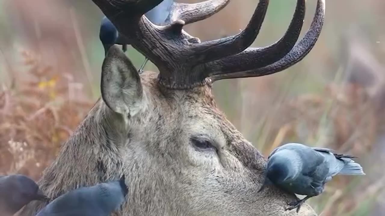 All natural and organic tick removal service