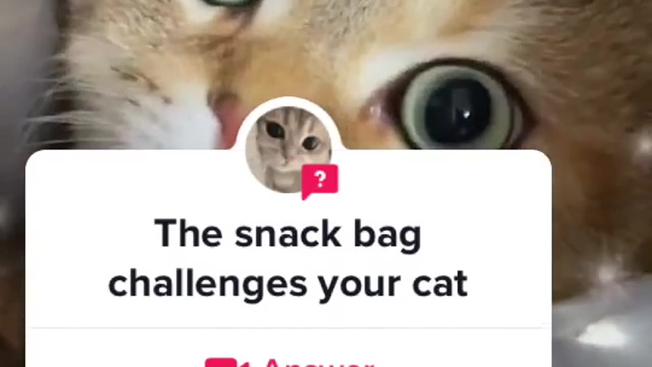 #question from @catcoco000 #snackbagcat #catsoftiktok #cat #cats
