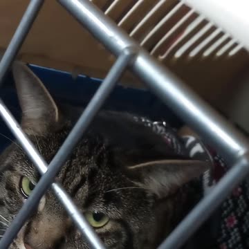 Tesla Car Ride #chillkirry😂😂😂