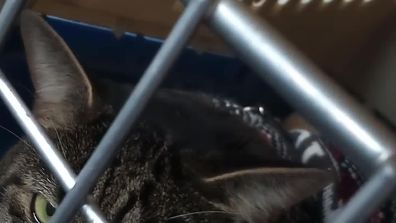 Tesla Car Ride #chillkirry😂😂😂