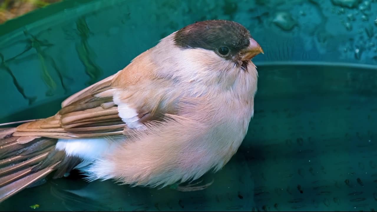 Bird water bath