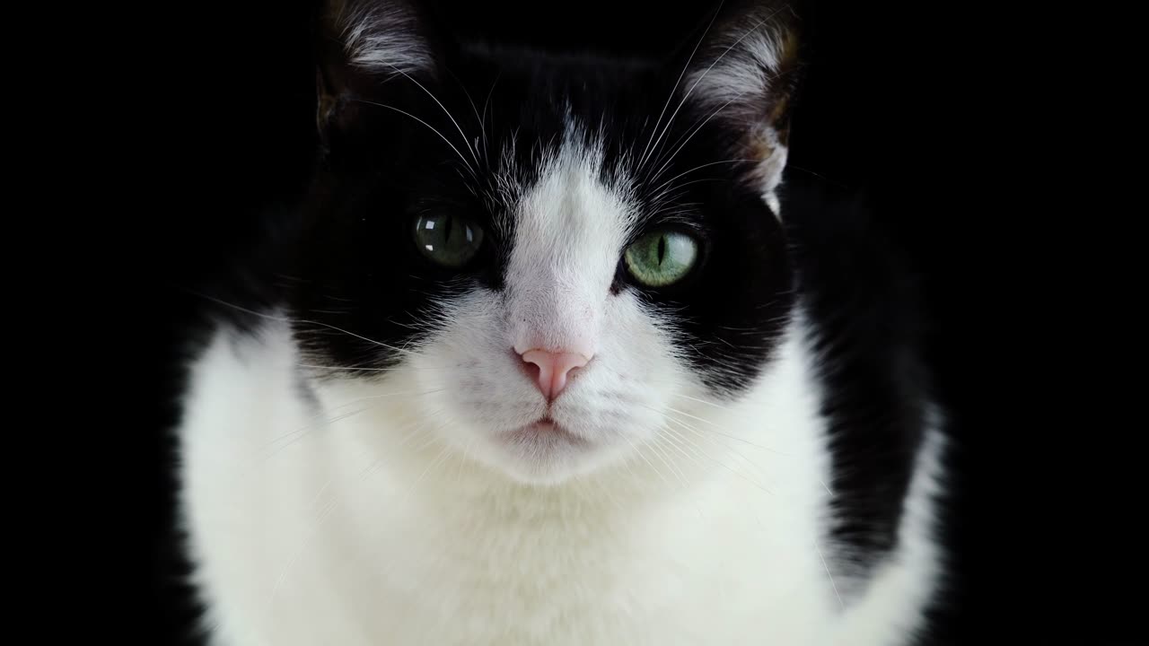 ¡Adorable gatito blanco y negro sorprende con su travesura en la naturaleza!