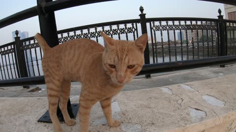 ED SHEERAN - Homeless cat in Ras Al Khaimah, UAE #cat #cats #EdSheeran #emirates #rak #ae #UAE #food