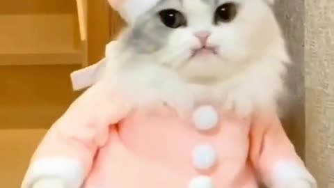 Funny Cat videos