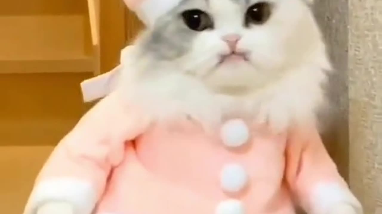 Funny Cat videos