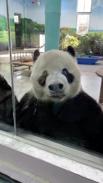 I love panda what about you