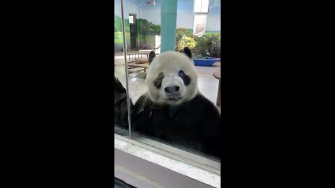 I love panda what about you