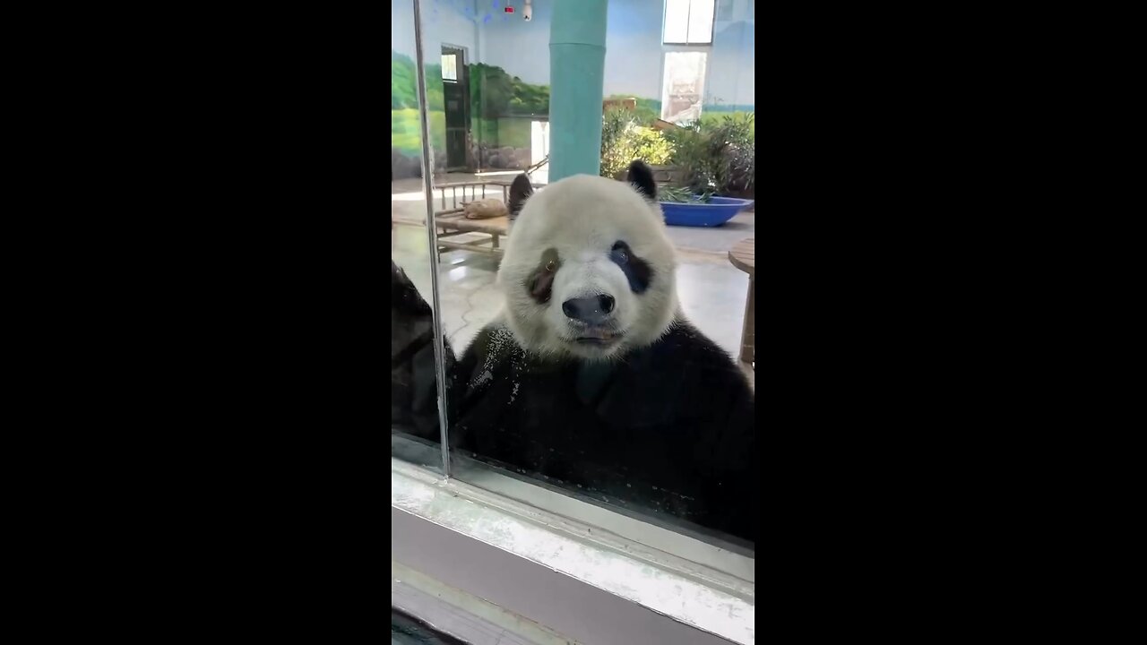 I love panda what about you
