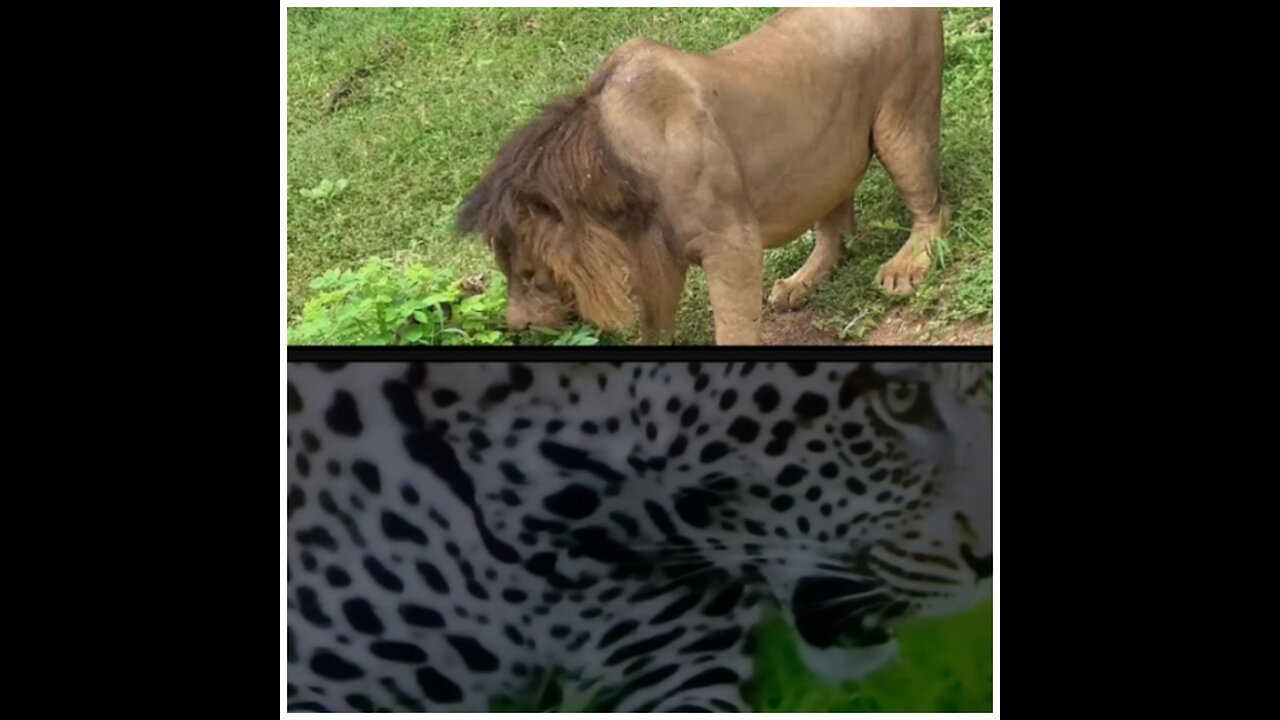 Why Big Cats|LION & CHEETAH Eats GRASS??| Unusual water taking.