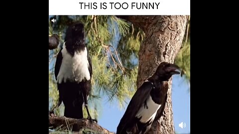 🐦‍⬛🐦 love you