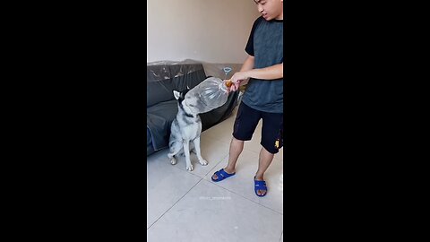 funny dog videos 😅