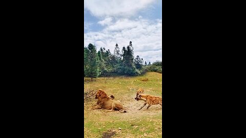 #lion #lions #lionvshyena #lionpride #hyenas #lioncubs #eternalenemieslionsandhyenas1992 #lion