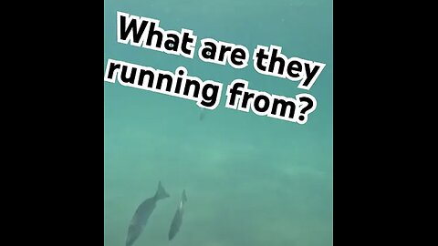 Hopefully not a Megaladon #surfing #shark