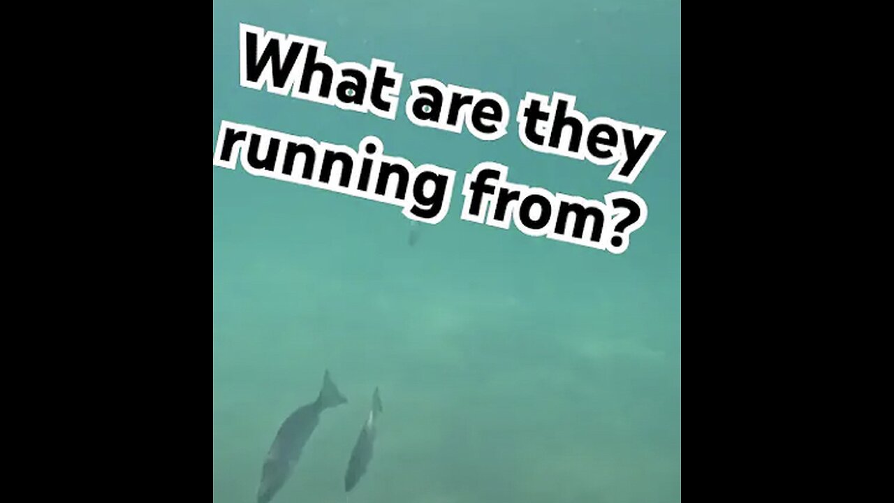 Hopefully not a Megaladon #surfing #shark