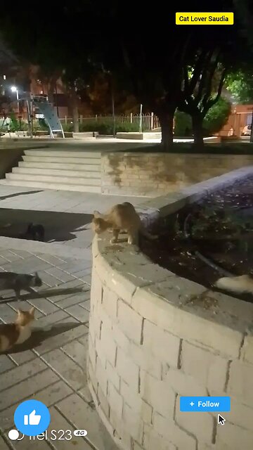 cat lover Saudia arbia video in garden