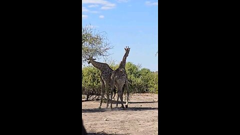 Chobe National Park, South Africa