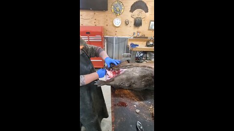 How to skin a beaver, a education video...#howtoskinabeaver, #beavertrapping, #beaver, #trapping