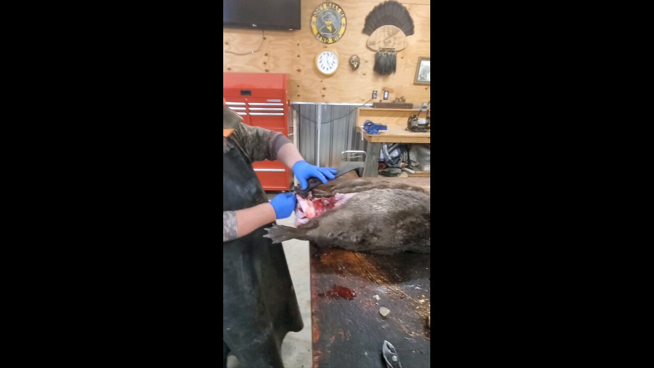 How to skin a beaver, a education video...#howtoskinabeaver, #beavertrapping, #beaver, #trapping