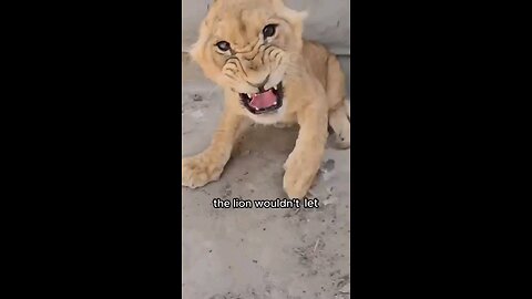 A story of a cute lion