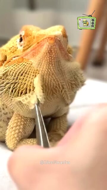 This Shedding Sound Is More Relaxing Than You Think#asmr #shredding #lizard