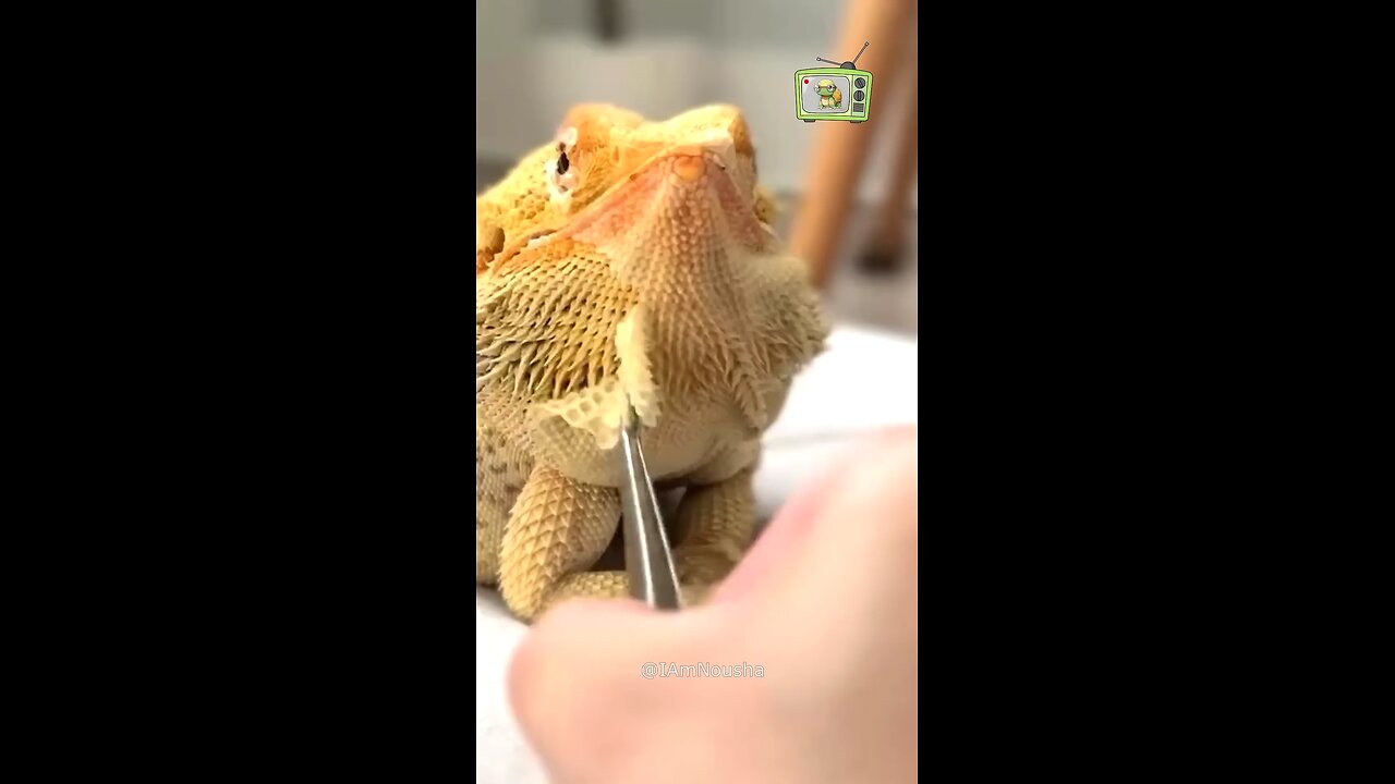 This Shedding Sound Is More Relaxing Than You Think#asmr #shredding #lizard