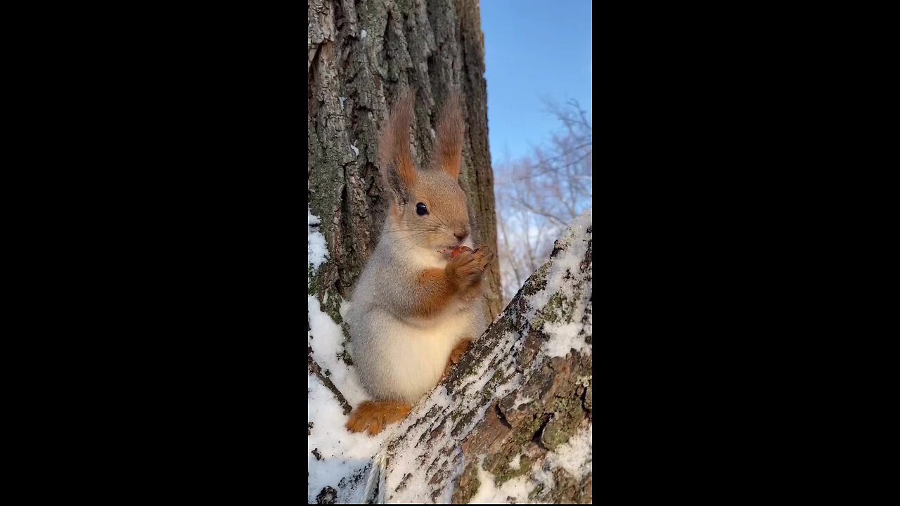 Playful Squirrel: Cute Moments in Nature part 4