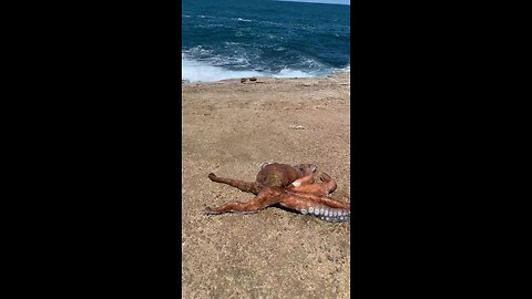 Spearfishing 3 squid 🦑 Spearfishing . What is this? support my channel share, like and comment