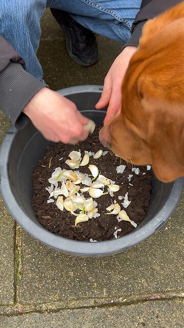 Planting Garlic With My Dog 🐶🌻