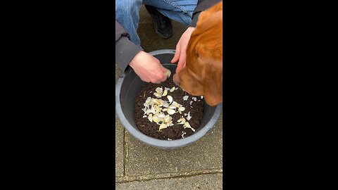 Planting Garlic With My Dog 🐶🌻