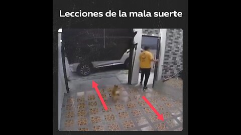 Un dueño intenta atrapar a un perro, pero mientras lo hacía, otro también logra huir