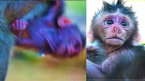 Baby monkey BABETTE's Face Looks Really Sad When Mom Not Care WEll