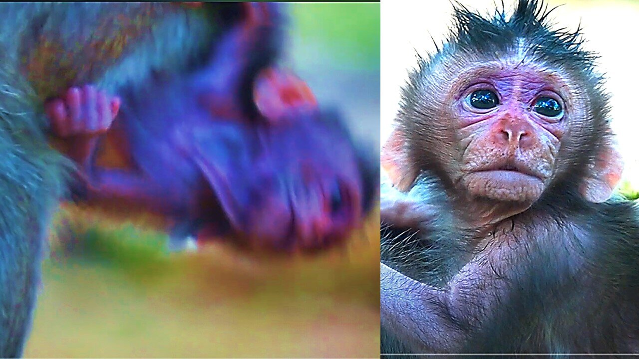 Baby monkey BABETTE's Face Looks Really Sad When Mom Not Care WEll