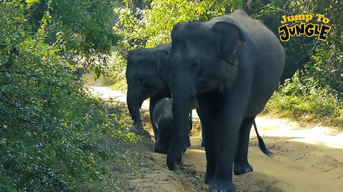 Baby Elephant and Big Elephants in Yala Sri Lanka