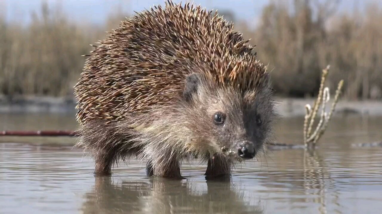 Beautiful hedgehog