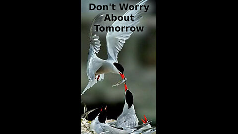 Aaron 🦊 332 ~ Don't Worry About Tomorrow