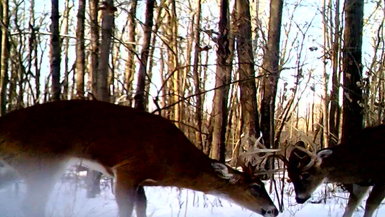 Early February bucks