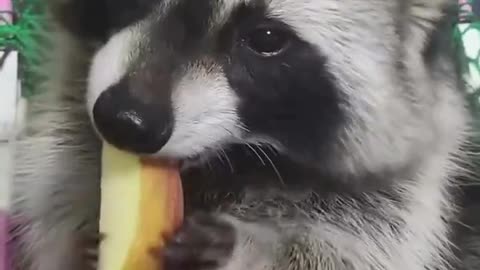 Rescuing baby raccoon